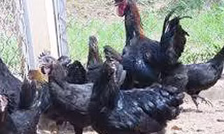 Gà Mông đen vào dịp Tết có giá 400.000 đồng/kg được nhiều khách đặt hàng. 