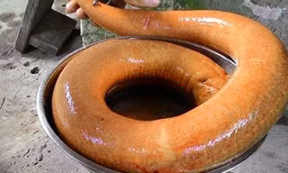 Nông dân bắt được lươn vàng 'khủng' trên ruộng Cà Mau