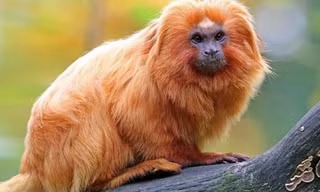 Một con sư tử tamarin vàng trong rừng nhiệt đới Amazon ở Brazil. Ảnh: worldatlas.com
