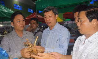 Những cây sâm quý có giá vài cây vàng vẫn đắt khách tại phiên chợ. Ảnh H. Văn