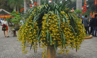 Chậu hoa địa lan Trần Mộng đẹp rực rỡ.