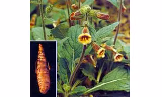 Cây và củ sinh địa.
