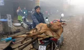 Con bò của hộ anh Lù A Khua (bản Tà Xùa C) vừa được Nhà nước hỗ trợ tháng 11.2017. Anh Khua mong muốn sẽ có cơ hội đổi đời từ con bò nhưng đến nay bò đã chết rét...ảnh: Kiều Thiện