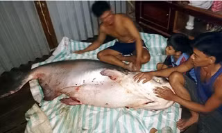 Con cá tra dầu có trọng lượng gần 140 kg vừa được nông dân ở tỉnh Đồng Tháp bắt được. Ảnh: VTC News. 