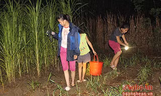 Cận cảnh một buổi đi săn “cậu ông trời” trong đêm