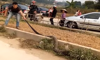Người đàn ông túm đuôi rắn để ngăn con vật bò đi.