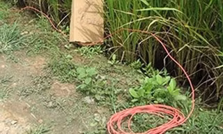 Con trai chết lặng khi thấy mẹ bị điện giật tử vong ngay tại ruộng lúa