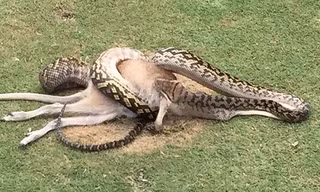 Con trăn nuốt chửng chuột túi trước mắt nhiều người chơi golf. Ảnh: AFP.