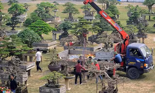Cây cảnh giá nửa tỷ đồng xuất hiện ở Hà Nội dịp cuối năm