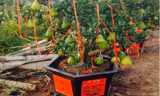 Các chậu phật thủ bonsai của vườn anh Tạ Tùy Duy được trang trí để giao cho khách.