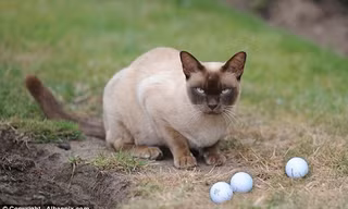 Mèo Merlin bên những quả bóng golf ưa thích. (Nguồn: Dailymail.co.uk)