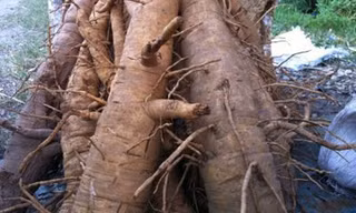 Rễ đinh lăng chất thành đống ven đường, to như bắp tay người lớn, không có đặc điểm để nhận biết. 