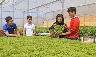 Những công chức trẻ bỏ biên chế về nhà buôn gà, bán rau