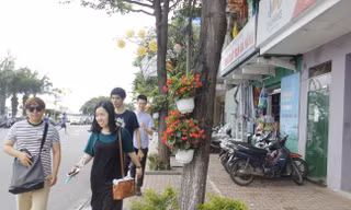 Dân Đà Nẵng treo giỏ hoa khắp đường đón APEC