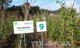 Mô hình trang trại rau sạch đang ngày càng được nhân rộng tại các địa phương. Ảnh: TTXVN