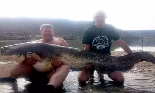 Con cá nặng 90kg và dài tới 2,4m.