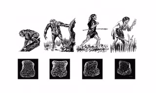 Sự thay đổi xương xốp trên xương tay của tinh tinh, vượn người nguyên thủy Australopithecus africanus, người Neanderthal, người hiện đại (theo thứ tự từ trái sáng phải). Ảnh: AMNH/J. Steffey and Brian Richmond 