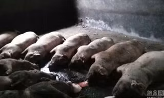 Đàn lợn nhà anh Lu Qingseng bị sét đánh cháy đen. Ảnh: 163