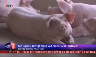 Hiểm họa ung thư do chất tạo nạc thịt lợn Salbutamol