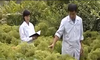 Bất cập trong khai thác nguồn dược liệu