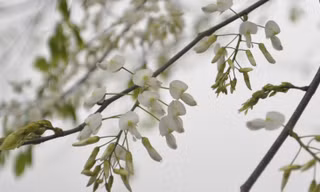 Hà Nội mùa hoa sưa