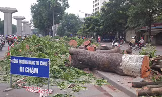Hà Nội: Gần 100 cây xà cừ cổ thụ bị chặt bỏ