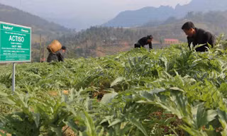 Vùng trồng Actiso của Traphaco tại SaPa dùng để sản xuất thuốc bổ gan Boganic.