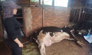Vụ hàng loạt bò sữa chết bất thường: Lộ đơn vị cung cấp vắc xin
