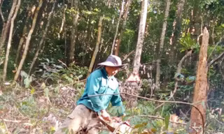 Khởi tố điều tra vụ 'thuê người phá rừng' ở Kon Tum