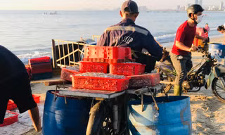 Ngư dân Đà Nẵng kiếm tiền triệu từ cá cơm