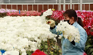Các làng hoa cao cấp ở Lâm Đồng tất bật vụ Tết