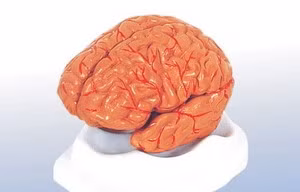 Não người nhân tạo sẽ ra đời trong 10 năm tới