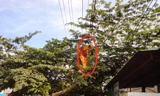 Công nhân Điện lực Di Linh phát quang hành lang an toàn lưới điện.