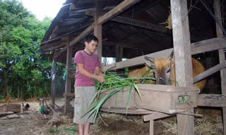 Hiếu tự tay trồng cỏ nuôi bò. 