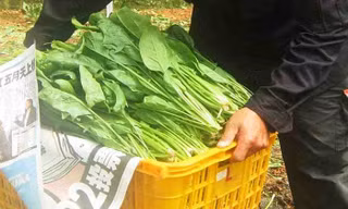 Lãi tiền tỷ từ trồng cải bó xôi