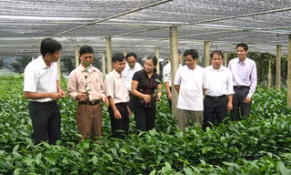 Kỳ tích sức trẻ dưới đỉnh Phu Xai Lai Leng