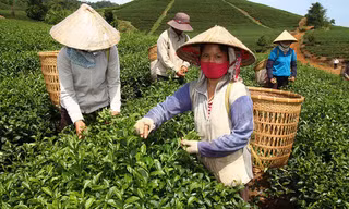 Thu hoạch chè Oolong tại huyện Bảo Lâm, tỉnh Lâm Đồng - Ảnh: Tuổi trẻ