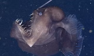 Con cá vẩy chân được tìm thấy. Nguồn: Viện nghiên cứu Monterey Bay Aquarium.