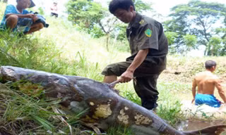 Con cá tra dầu nặng trên 71kg này được một ngư dân bắt nhưng đã chết vào ngày 5/7/2012. Thân hình cá có nhiều vết lở loét. Ảnh: Thốt Nốt.