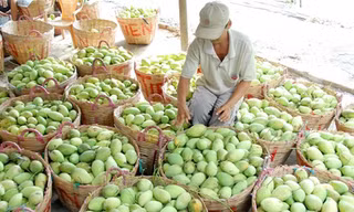 Nhờ áp dụng kỹ thuật mới nên nhiều năm qua trái cây vụ nghịch luôn có giá cao...