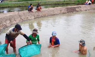 Tôm giảm giá, người nuôi nên bình tĩnh