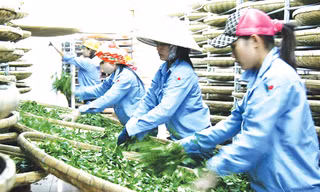 Chế biến chè tại TP Đà Lạt.