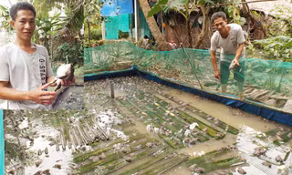 “Vua ếch” Nam Bộ