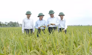 Đừng đưa tôi báo cáo nữa, hãy đưa giống lúa tốt hơn!