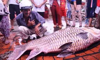 Con cá hô bán được hơn 162 triệu đồng.