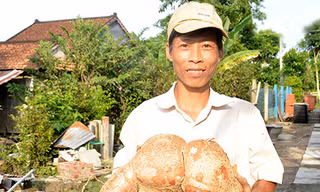 Đào được củ khoai mì nặng gần 8kg