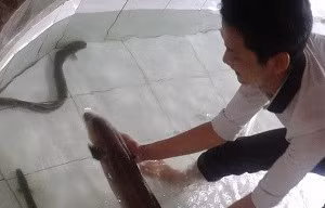 Bắt được cá chình 'khủng' trên sông Vàm Cỏ