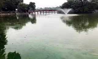 Tảo độc vẫn phủ kín các góc hồ Hoàn Kiếm