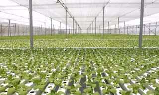 Mục sở thị công nghệ nông nghiệp đỉnh cao của Israel tại VinEco