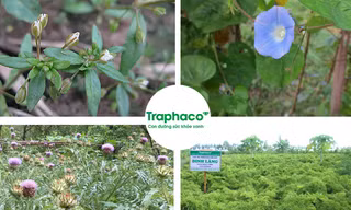 4 dược liệu của Traphaco gồm Đinh lăng, Bìm bìm biếc, Actiso, Rau đắng đất được công nhận đạt chuẩn GACP-WHO
